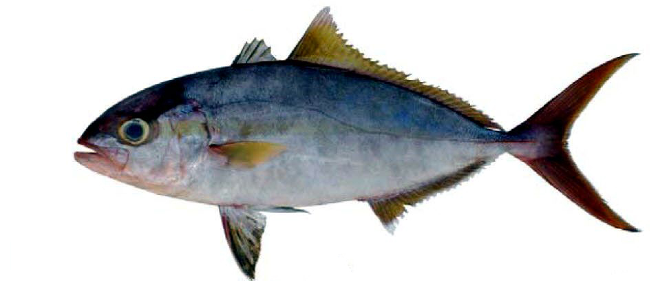 Seriola carpenteri_02